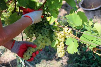 vino